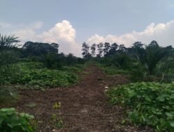 PTPN IV Palmco Regional 1 Kebun Bangun Giat Laksanakan Perawatan TBM Sesuai Barchat.