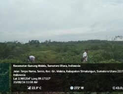 Kebun Bangun Kendalikan Gulma Tanaman Ulang Dengan Mucuna Ramah Lingkungan