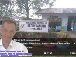 PTP.N IV Palmco Reg1 Kebun Bangun Laksanakan Tapak Timbun Terhadap Tanaman Menghasilkan.