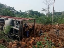 Akibat Gagal Menanjak, Truk Fuso Bermuatan Kelapa Sawit Terguling