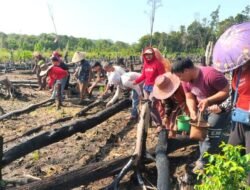 Tanam Padi Perdana di Desa Siong Dorong Produktivitas Pertanian