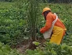 Perawatan Maximal Sejak Dini Adalah Hal Yang Sangat Menentukan Hasil Panen, Dimasa Depan