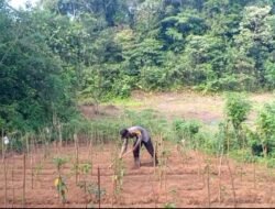 Gelar Program Ketahanan Pangan, Polres Biak Numfor Polda Papua Laksanakan Penyemprotan Dan Perawatan Tanaman