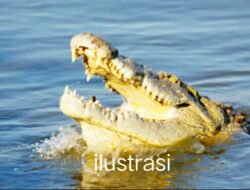 Penampakan Buaya Di Sungai Tamiang Kian Meresahkan