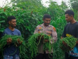 Polri Dukung Ketahanan Pangan di Papua, Brigpol Victor Merani Jadi Contoh Melalui Panen Kacang Panjang.