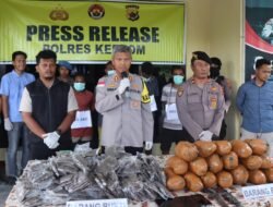 Polres Keerom Polda Papua Amankan 20 KG Narkotika Jenis Ganja, Tiga dari Lima Pelaku Merupakan Warga Asing