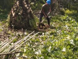 Kebun Laras Afd1 Laksanakan Perawatan Tanaman Menghasilkan Sesuai Barchat