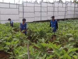 WBP Lapas Tanjung Panen Terong