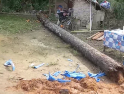 Akibat Tertimpa Pohon Sawit, Ibu Dan Bayinya Meninggal Dunia