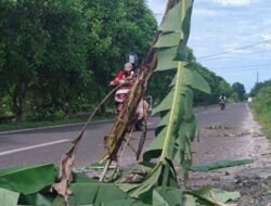 Satu Malam Telan Dua Korban, Memicu Masyarkat Tanam Pohon Pisang