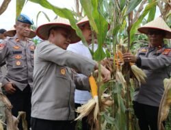 Kapolres Aceh Tamiang Pimpin Panen Raya Jagung Serentak Tahap I di Tenggulun