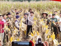 Kapolres Musi Rawas Bersama Stakeholders Gelar Panen Raya Jagung Serentak