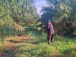 Dibawah Komando Asisten Afdeling 2 Kebun Laras Lakukan Perawatan Sesuai Barchat