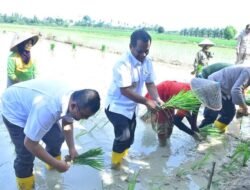 Wabup Ismail Ikut Gerakan Tanam Padi Serentak Secara Virtual, Jangan Malu Jadi Petani