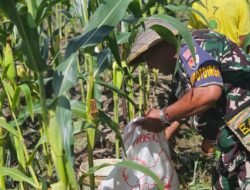 Wujudkan Ketahanan Pangan, Babinpotdirga Lanud Yku, bersama Petani Panen jagung