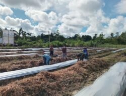 SATGAS TMMD 124 KODIM 1710/MIMIKA BERSAMA POKTAN NOKEN NAENA TERUS KEJAR TARGET PENANAMAN DI LOKASI PEMBUKAAN LAHAN TIDUR