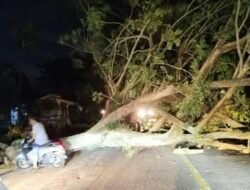 BPBD Aceh Tamiang Evakuasi Pohon Tumbang Di Jalan Lintas Nasional