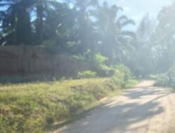 PT Di Aceh Tamiang Ini Rugi, Diduga Buah Sawitnya Dipanen Oleh Sekelompok Warga
