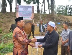 Bupati Armia Salurkan Sapi Kurban Presiden Prabowo Ke Kampung Alue Lhok