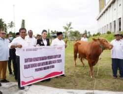 Gubernur Dan Wagub Maluku Utara Salurkan 11 Ekor Sapi Hewan Qurban Bantuan Presiden Prabowo