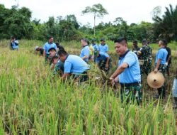 Langkah Tangguh Di Bumi Papua, Danlanud Yohanis Kapiyau Timika Pimpin Panen Padi Gogo Dan Sayuran Sukseskan Ketahanan Pangan