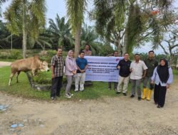 PT PPP dan PT Sri Kuala Serahkan Dua Ekor Sapi Qurban Di Dua Desa