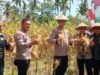 Panen Raya Jagung Serentak Kuartal 2 Secara Virtual bersama Presiden Prabowo