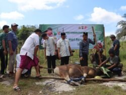 Polres Bartim Sembelih 13 Ekor Sapi dan 5 Ekor Kambing untuk Kurban, Siap dibagikan kepada Warga sekitar !!