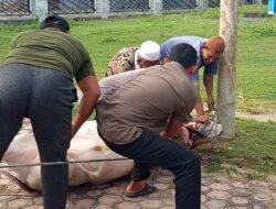 Desa Keude Tambu Salurkan Hewan Kurban Kepada Masyarakat.
