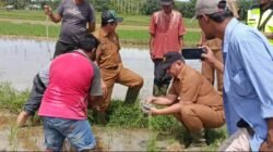 Bupati Aceh Tamiang Cek Tanaman Padi Mati Milik Petani Desa Tupah