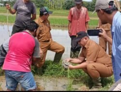Bupati Aceh Tamiang Cek Tanaman Padi Mati Milik Petani Desa Tupah