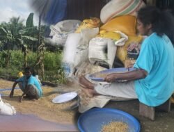 Wujud Kedekatan dengan Petani binaan, Babinpotdirga Lanud Yku, Bantu Jemur Padi