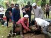Warga Jerman & Inggris Ikut Berkurban Sapi di Kampung Alur Bemban