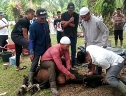Warga Jerman & Inggris Ikut Berkurban Sapi di Kampung Alur Bemban