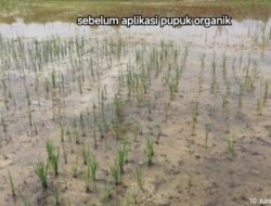 Harapan Petani di Kampung Tupah Kembali Bersinar, Tanaman Padinya Tumbuh Subur
