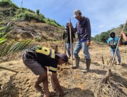 Lagi, Koperasi Pusaka Belumpur Tanam Padi Gogo di Pematang Durian