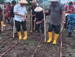 Penanaman Jagung Serentak Kuartal III Maluku Utara”