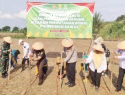 Dukung Program Pangan Nasional, Polres Musi Rawas Tanam Jagung di Lahan Perhutanan Sosial
