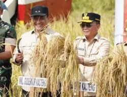 Gubernur – Wakil Gubernur Kalimantan Tengah, Hadiri Panen Raya Padi di Kapuas