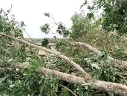 Ratusan Pohon Karet Milik Warga Bukit Keranji Tumbang Terdampak Puting Beliung