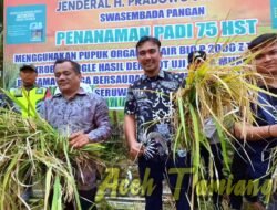 Wabup Ismail Lakukan Panen Padi Tri Sakti Di Kampung Tualang Kecamatan Seruway