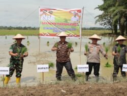 Pemkab Aceh Tamiang Jaga Stabilitas Harga Pangan Melalui Tanam Padi dan Jagung