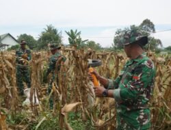 Dukung Program Ketahanan Pangan, Yonif 122/TS Panen jagung di Satuan