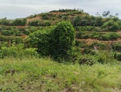 Cerita dan Berita Dibalik Penertiban Kebun Kelapa Sawit Ilegal Di Kawasan Konservasi TNGL