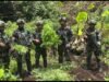 Satgas Pamtas RI – PNG Yonif 751/VJS , Ketapang dan Satgas Prayudha, Temukan Empat Kebun Ganja di Pegunungan Bintang