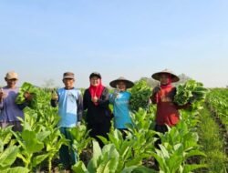 Pendapatan APBD dari DBHCHT Tembus 77,2 Miliar, Ketua Fraksi PDIP Lamongan Serap Aspirasi Petani Tembakau