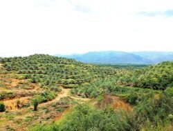Masyarakat Tenggulun Kembalikan 80 Hektare Kebun Ilegal di TNGL Ke Satgas PKH