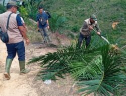 Satgas PKH Telusuri Jalan Tikus Dan Bebukitan, Eksekusi Lahan Sawit Illegal di Areal TNGL