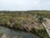 Dugaan Perambahan Hutan Bakau di Bagian Hilir Muara Sungai Tamiang Mulai Terkuak
