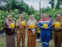 PEP Rantau Gelar Panen Raya Melon, Pemkab Tamiang: Harus Jadi Ikon Desa